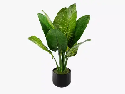 Plant 5 tropical in pot 3D model