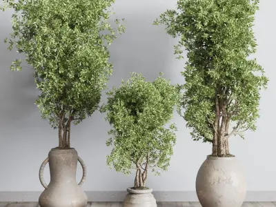 Olive tree in an old earthenware vase indoor collection 319 Low-poly 3D model