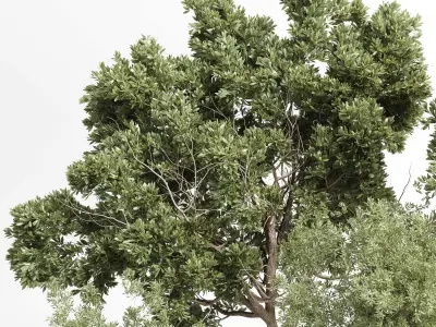 Collection indoor outdoor plant 405 plant tree  Low-poly 3D model