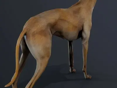 Galgo Street Dog 3D model