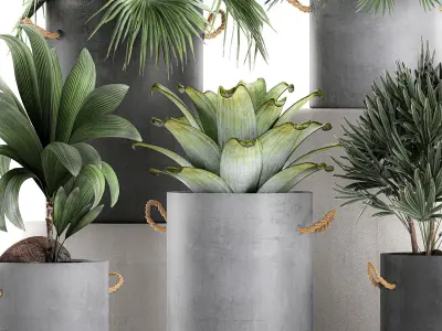 Plants in pots of concrete for the interior 601 3D model
