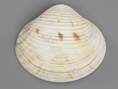 -Clam V7- 3D model