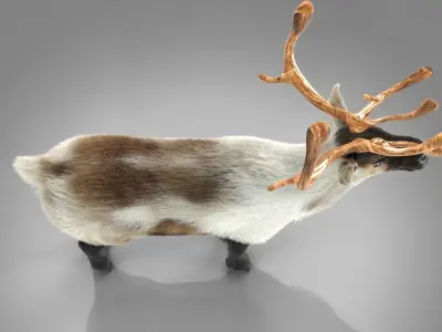Fur Reindeer NO RIG Low-poly 3D model