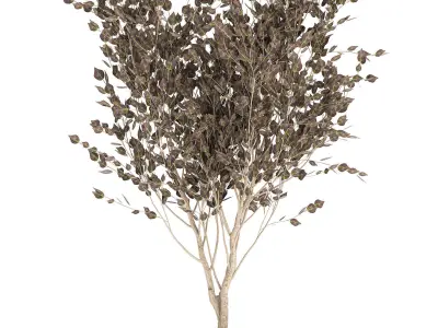Tree in a black pot for the interior 699 3D model