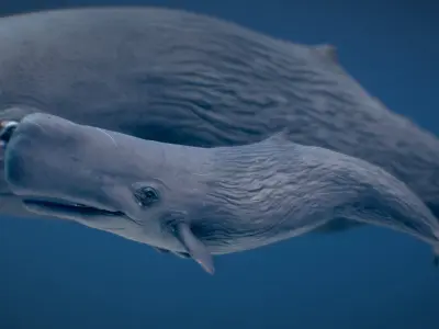 Sperm Whale 3D model