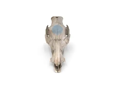 Boar Skull 3D model
