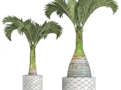 Plants Collection 156 Palm 3D model