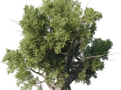 Garden plants - outdoor plant set 192 3D model