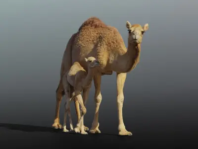 Camel Adult and Baby Animated 3D model