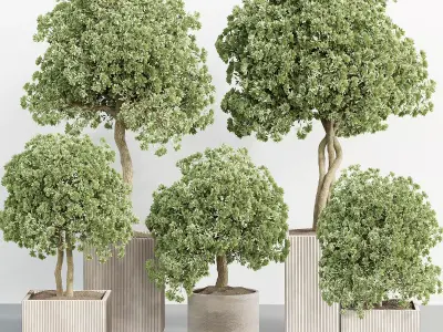 indoor plant Set 096 3D model