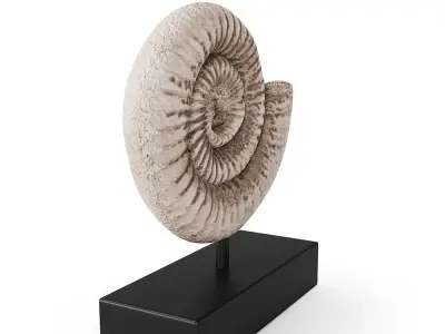 Fossil Shell 3D model
