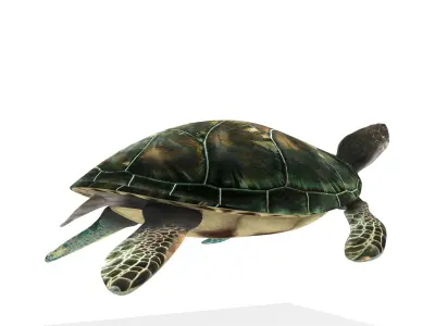 Sea Turtle Low-poly 3D model