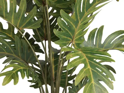 indoor plant 036 3D model