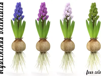 Hyachinth mid 3D model