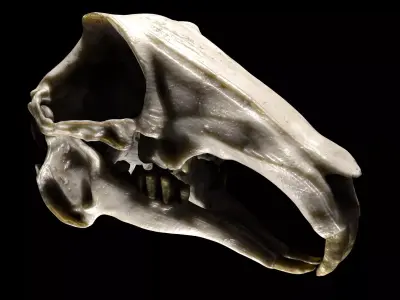 Rabbit Skull Low-poly 3D model