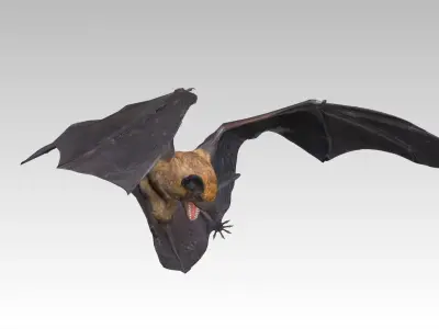 Common Pipistrelle Bat Low-poly 3D model