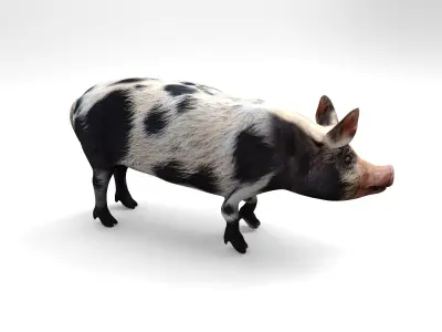 gray black Pig Rigged  Animated 3D model Low-poly 3D model
