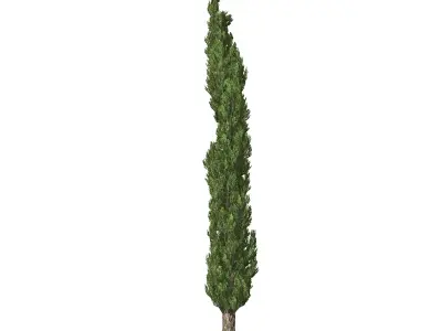 Italian Cypress tree  3D model