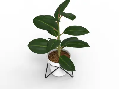 Potted ficus 3D model