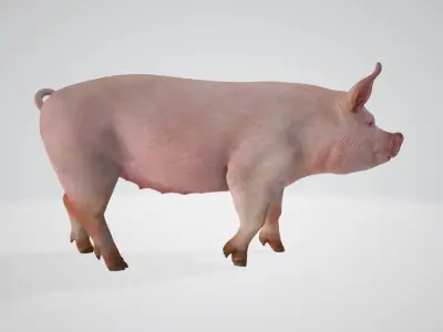Pig High poly 3D model