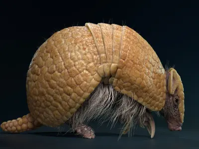 Armadillo Animated  VFX Grace 3D model