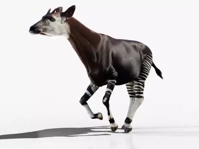 Okapi animated Low-poly 3D model