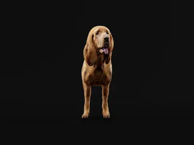 Bloodhound Dog Breed 3D model