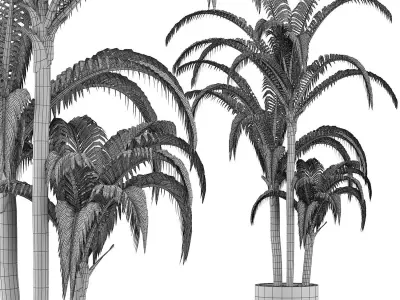 Plants Collection 136 Big Palm 3D model