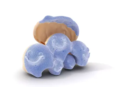 Playful Seashell model pack Low-poly 3D model