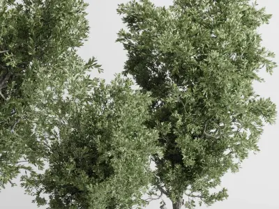 outdoor plant set 166 pot old olive tree concrete old vase Low-poly 3D model