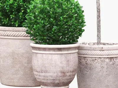 Potted Topiary Buxus 04 3D model