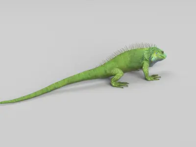 Iguana 3D model