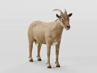Domestic Goat Low-poly 3D model