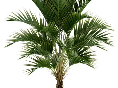 Plants collection 95 3D model