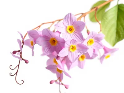 Pink Wisteria Blossom Realistic model pack Low-poly 3D model