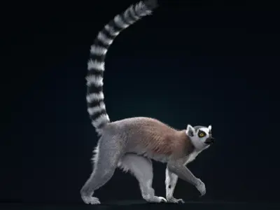 Ring Tailed Lemur Animated  VFX Grace 3D model