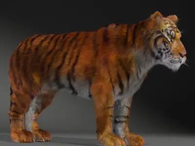 Amur Tiger v2 Low-poly 3D model