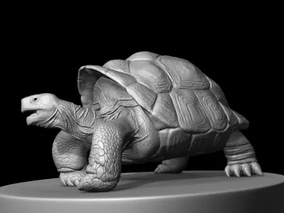 Large land turtle 3D model