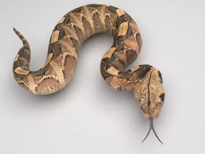 Viper Snake 3D model