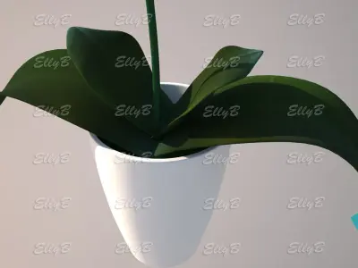 Pink Orchid 3D model