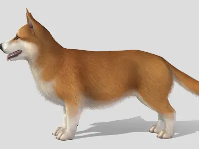 Dog - Corgi Low-poly 3D model