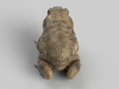 Toad Frog 3D model