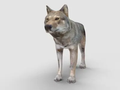 Wolf Model 3D model