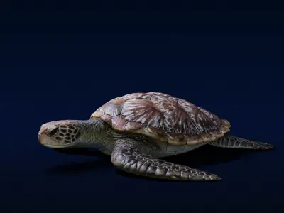 Green Sea Turtle Animated 3D model