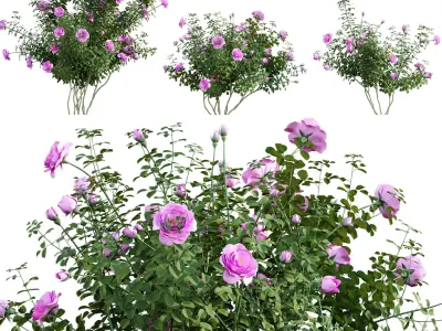 Rosa Radgor KNOCK OUT - Peachy Knock Out Shrub Rose 02 3D model