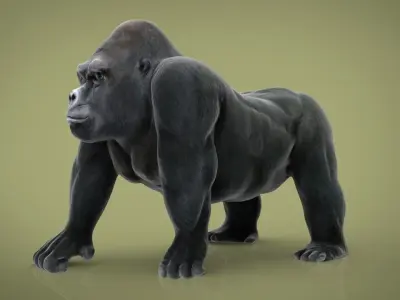 GORILLA Low-poly 3D model order
