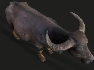 1PBR2film3 and4 television5buffalo6old ox7 bull8 livestock9  Low-poly 3D model