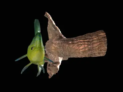 MAHI MAHI UNDERWATER STATUE ON THE WALL DETAILED TEXTURE  3D print model