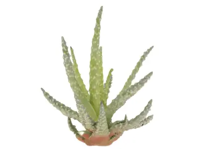Baby Aloe Plant Free 3D model
