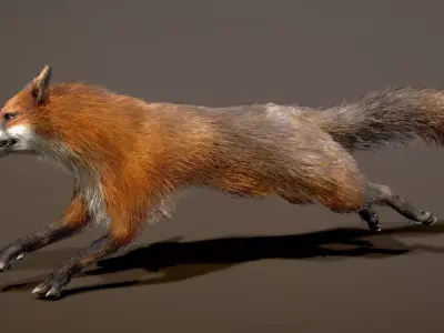 Red Fox 3D model
